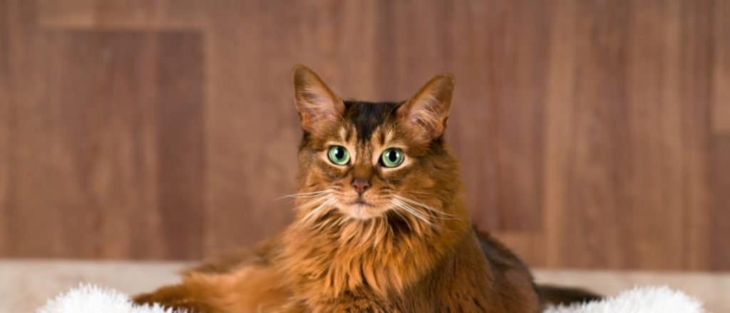 Somali cat lying on a fluffy bed.