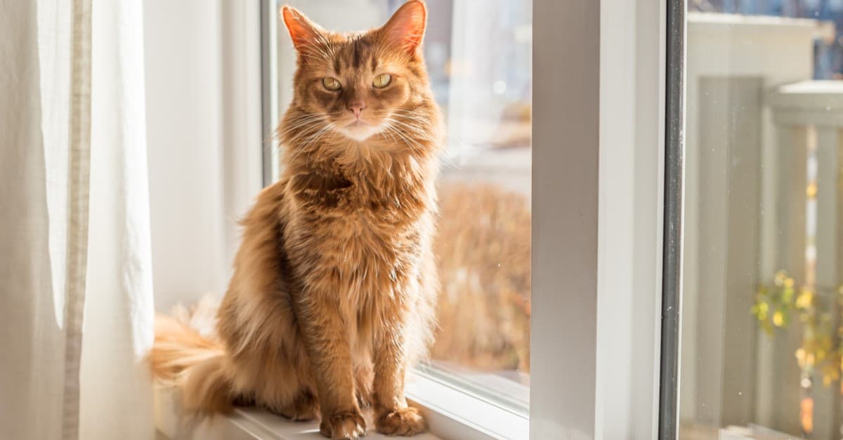 Somali cat sitting in a sunny, white-trimmed window with fall leaves outside.