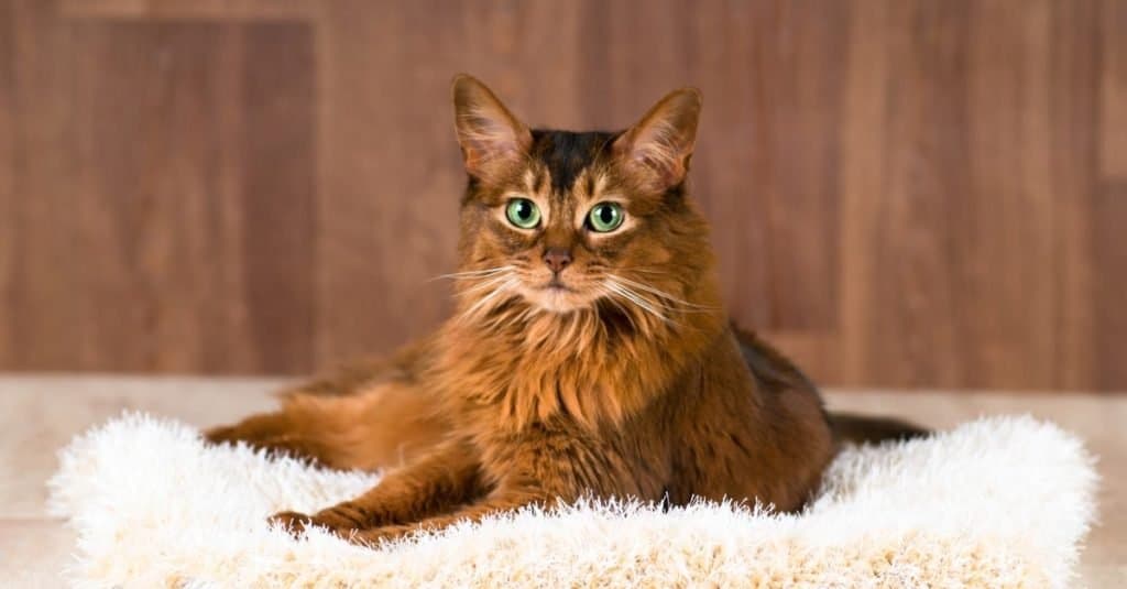 Somali cat lying on a fluffy bed.