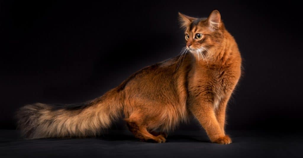 Pedigree orange Somali cat photographed indoors in studio on black background.