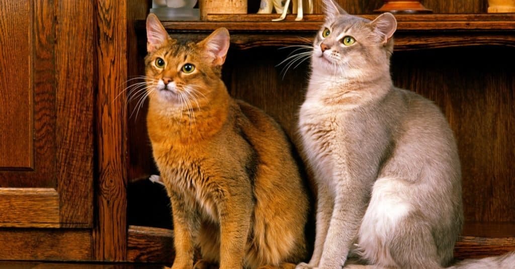 Ruddy and Blue Somali cats sitting on a sideboard.