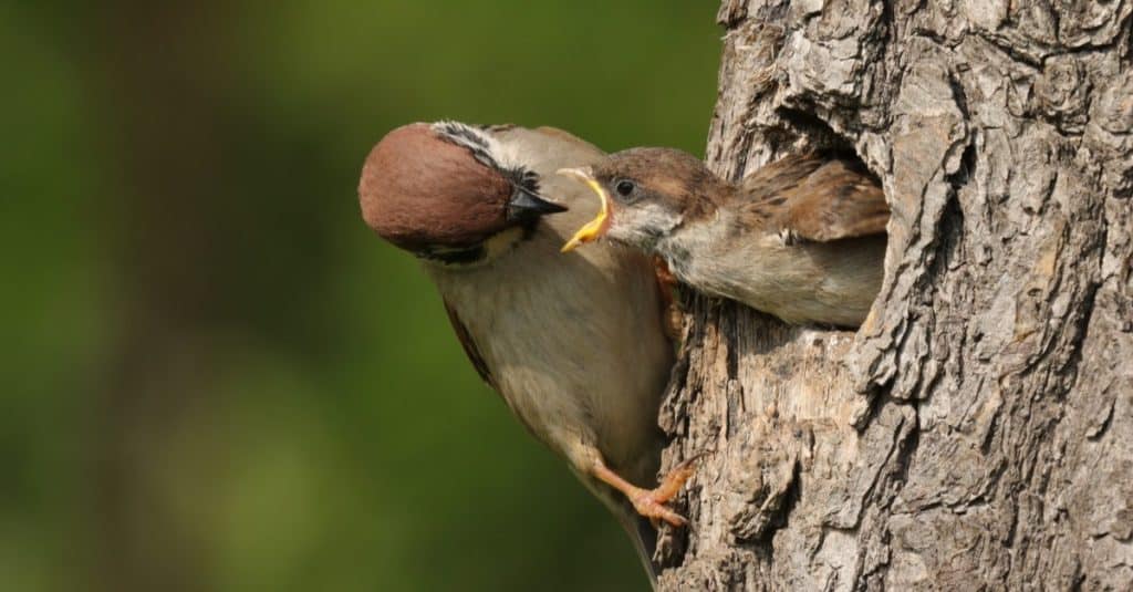 The Eurasian tree sparrow (Passer montanus) sitting on the tree with his nest and feeding his chick.
