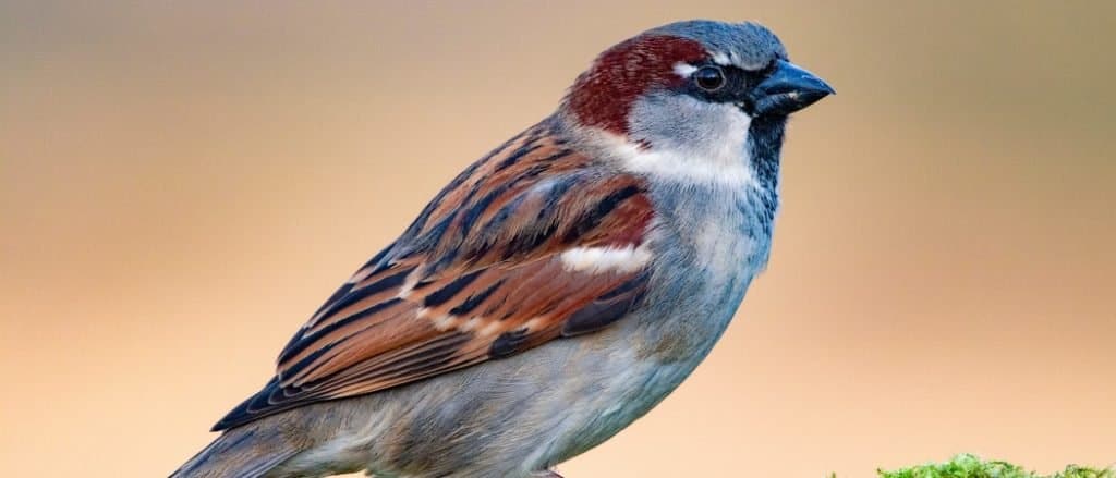 A male House Sparrow (Passer domesticus) sitting on a mossy branch