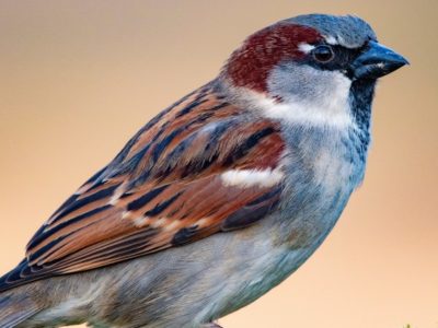 A Sparrow