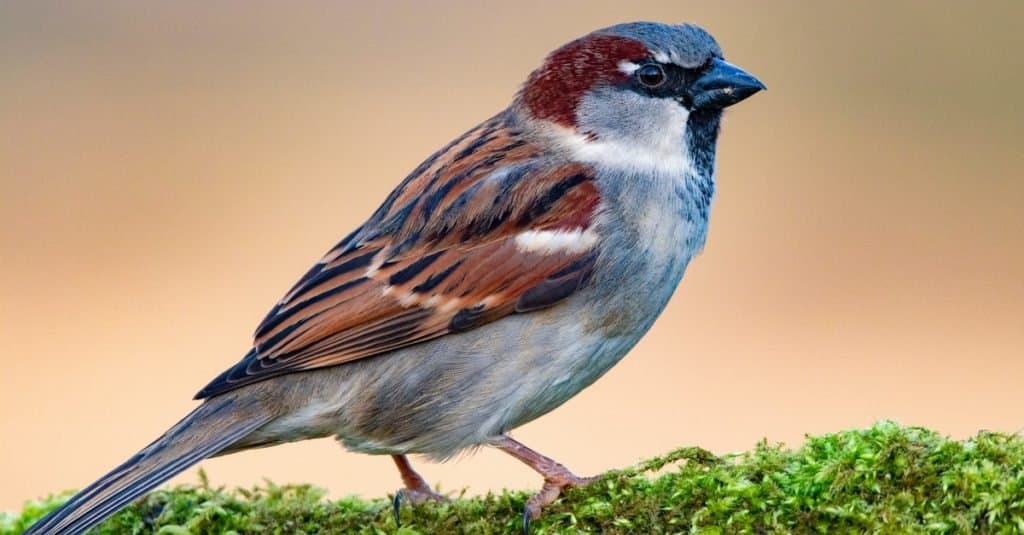 A male House Sparrow (Passer domesticus) sitting on a mossy branch
