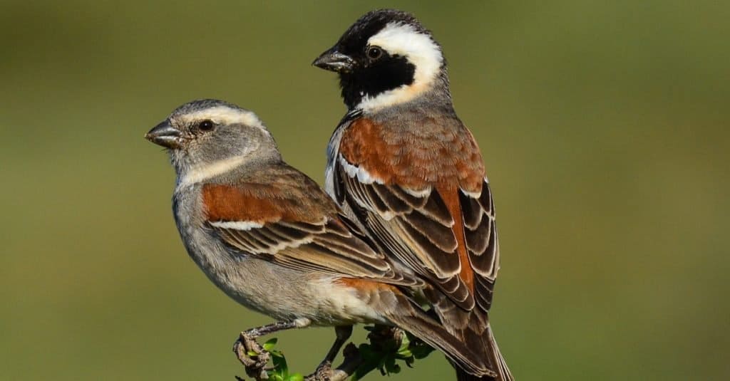 A pair of Cape sparrows sitting on a branch
