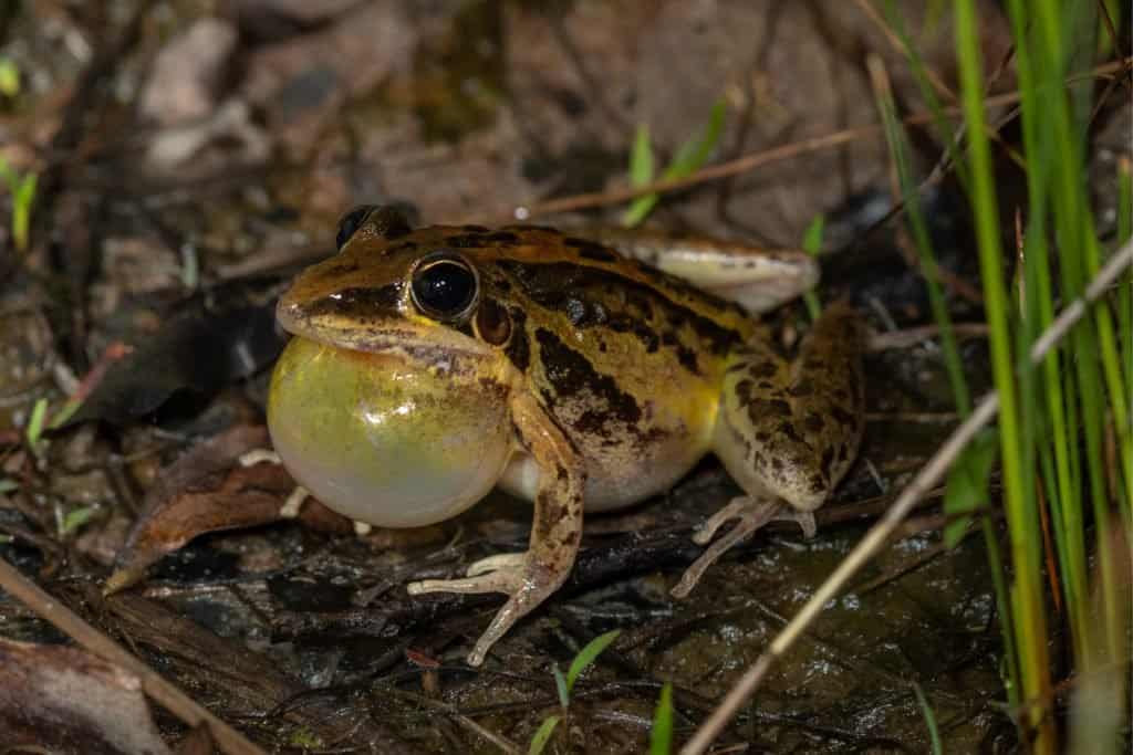 Striped rocket frog (Litoria nasuta) calling. Ravenshoe, Queensland, Australia