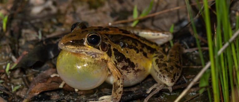 Striped Rocket Frog