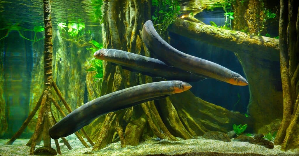 Three Electric Eels