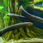 Electric eel