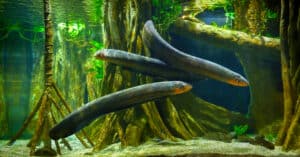 Discover the Mind-Bending Science Behind How Electric Eels Work Picture
