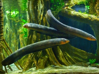 A Electric Eel