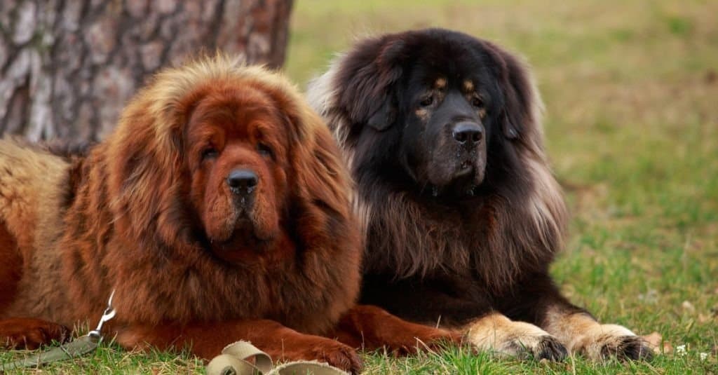 Two Tibetan Mastiff on the grass