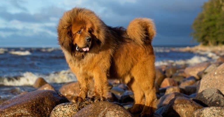 Tibetan Mastiff on rocks at the sea