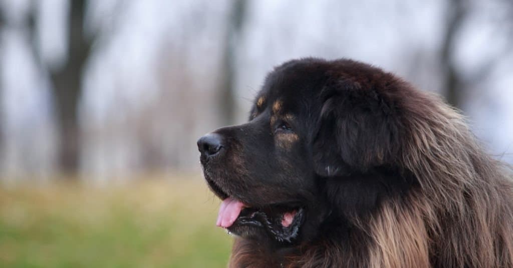 Tibetan mastiff a close-up