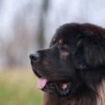 Tibetan Mastiff