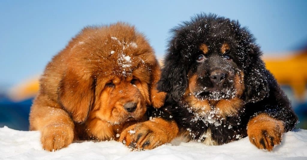 Tibetan mastiff puppies in the open air