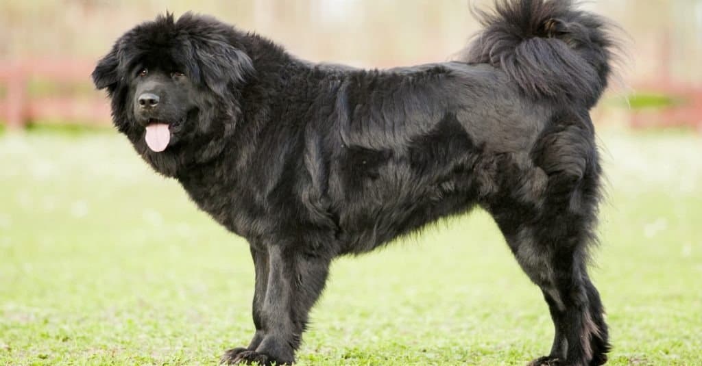 tibetan mastiff vs wolf