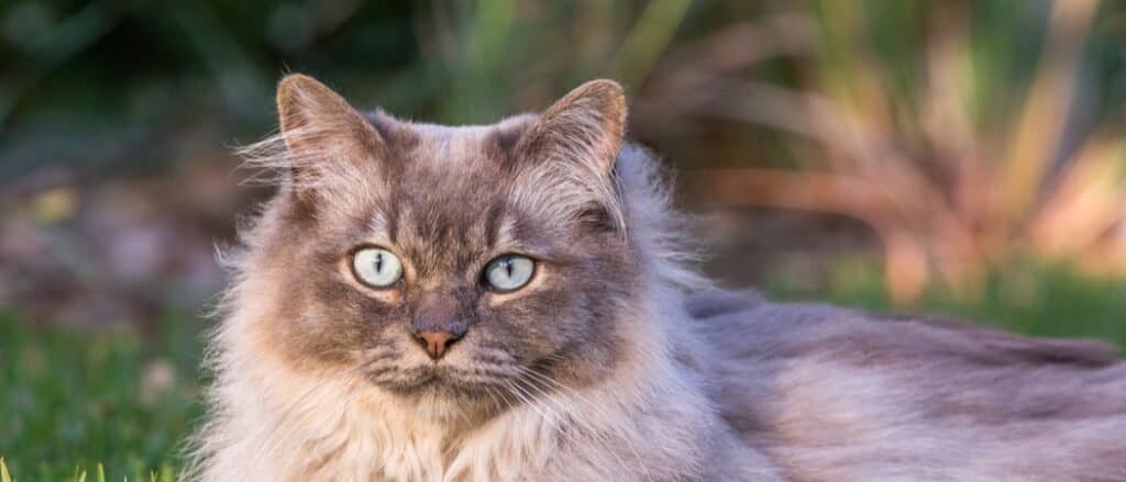 Tiffany cat on the lawn in the garden