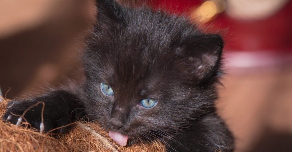 A Tiffany kitten playing with a ball.