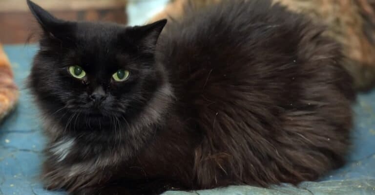 Beautiful black tiffany cat resting on a bed.