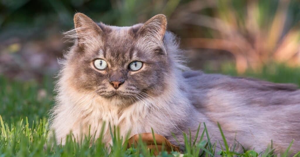 Tiffany cat on the lawn in the garden.