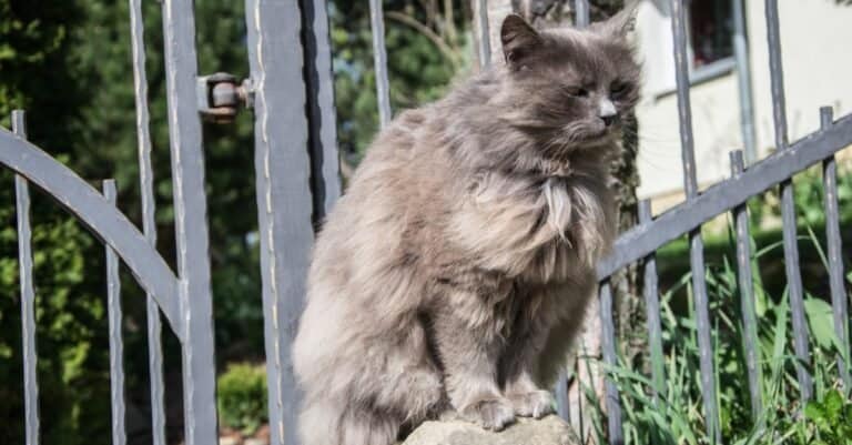 Long-hair gray Tiffany cat relaxing in the garden on a sunny day.