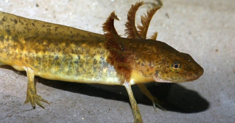 The aquatic larval stage of a tiger salamander (Ambystoma tigrinum)