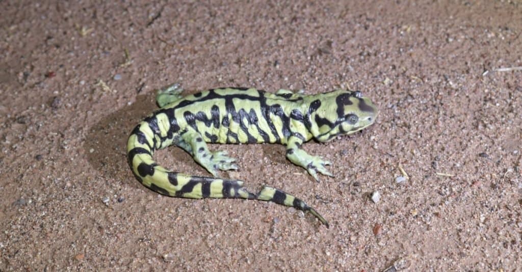Arizona'da Çubuklu Kaplan Salamander