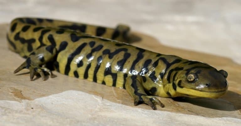 Blotched Tiger Salamander