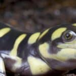 Tiger salamander