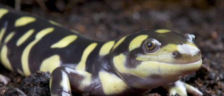 Tiger salamander / Ambystoma tigrinum close-up