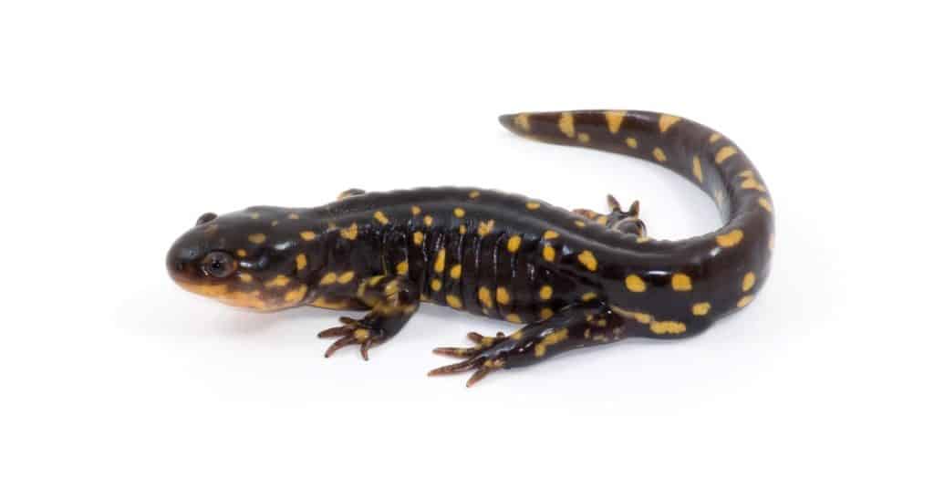 Brightly colored Tiger Salamander isolated against a white background