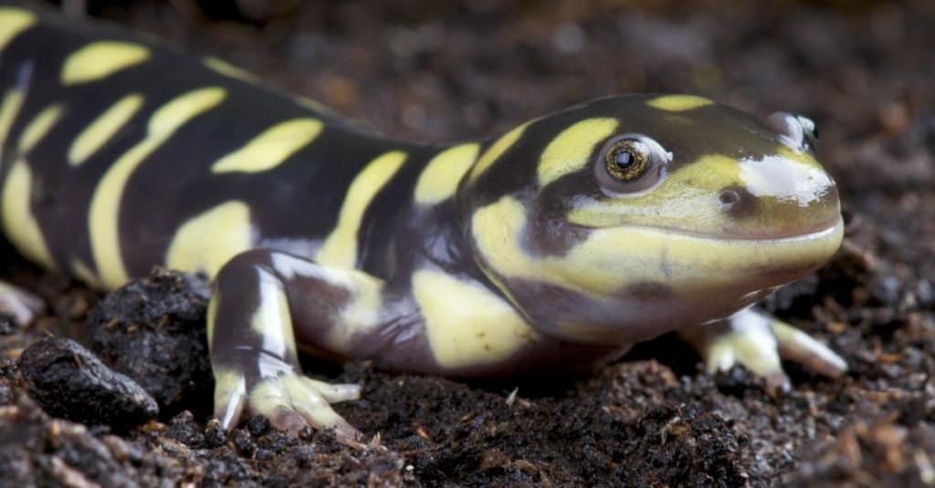 Tiger salamander / Ambystoma tigrinum on the ground