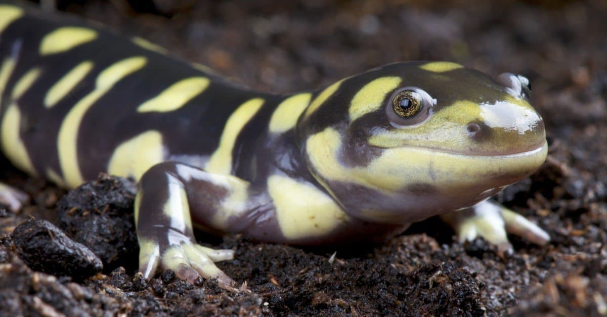 Are Salamanders Venomous? 