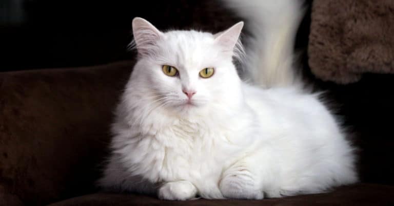 Turkish white angora cat in the living room lying on the couch, brown background