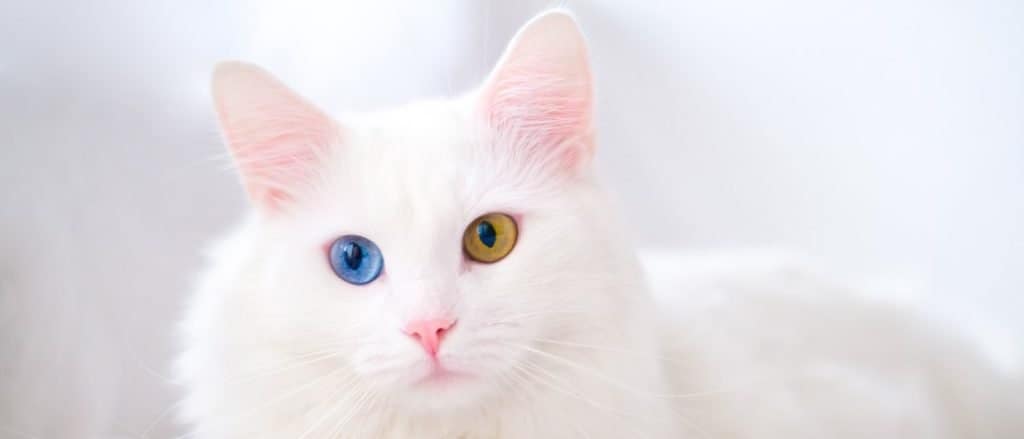 Turkish Angora lying on the bed.