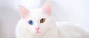 Turkish Angora lying on the bed.