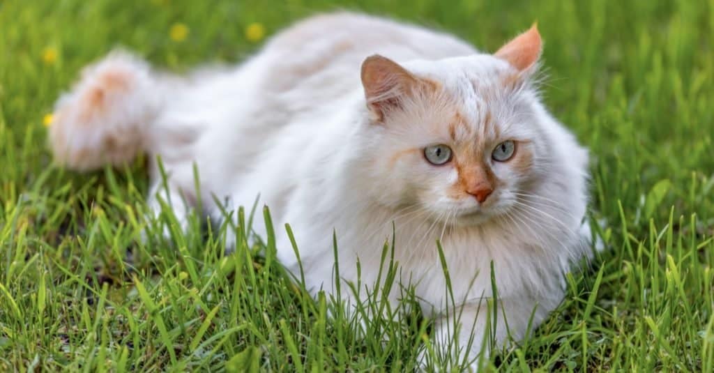 Turkish Angora lying in the garden on green grass.