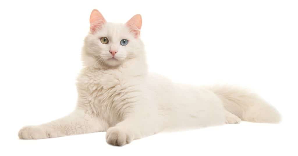 Turkish Angora isolated on white background.