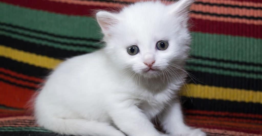 Turkish Angora kitten playing on a bed.