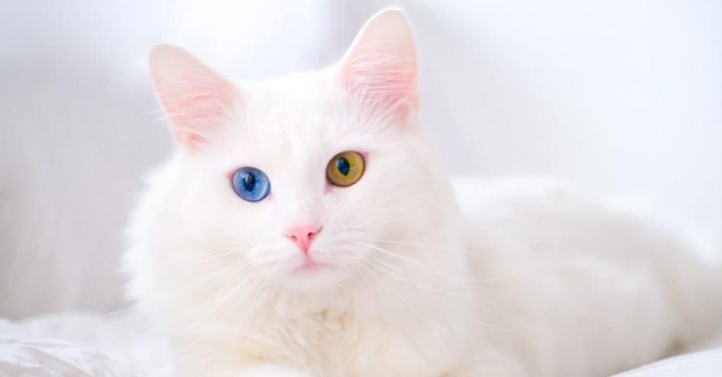 White cat with heterochromatic (different colored) eyes.