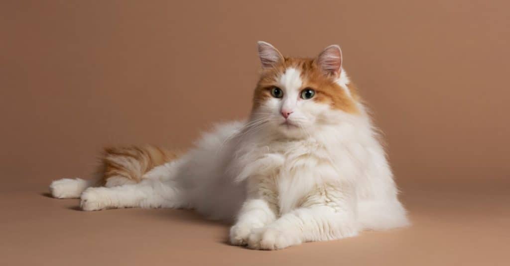 Turkish Angora lying on a table.