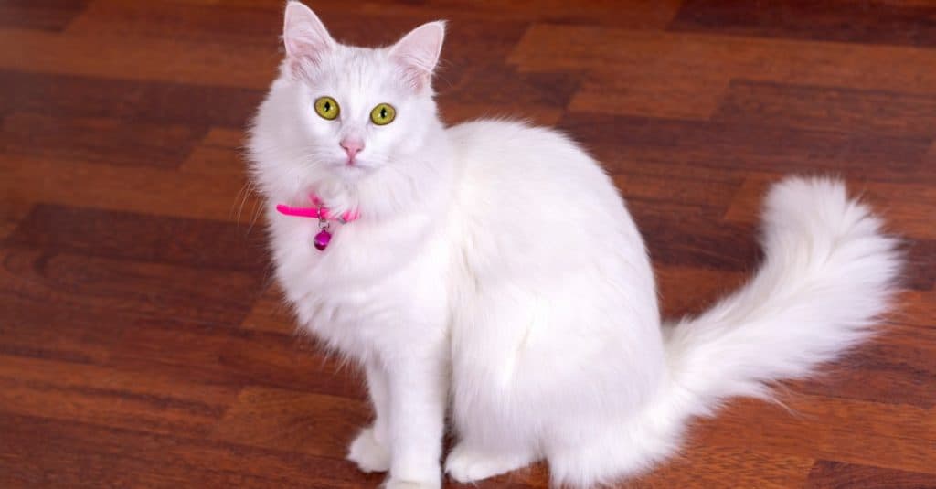 Beautiful Turkish Angora cat sitting in the living room.