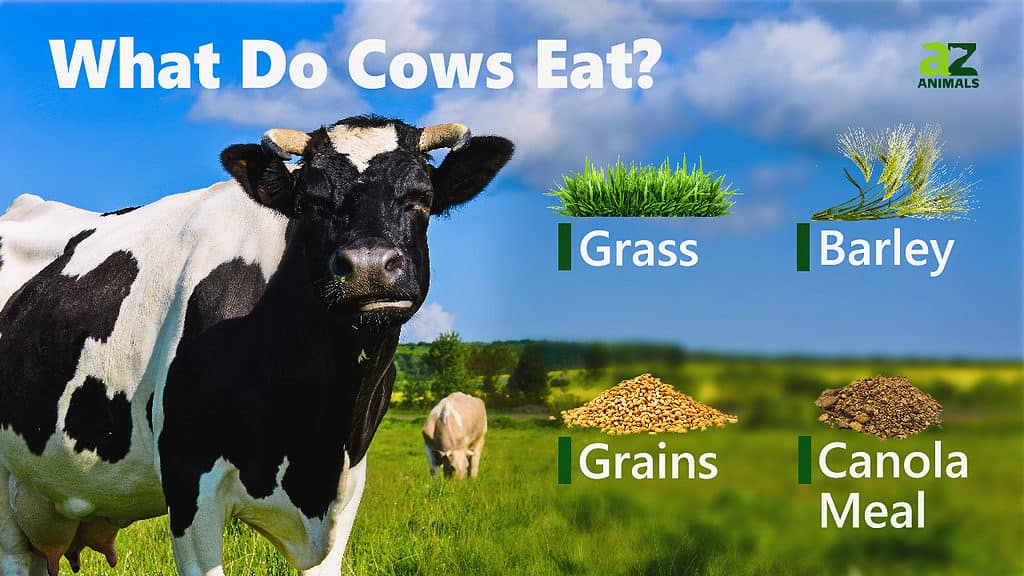 What Does a Dairy Cow Eat?