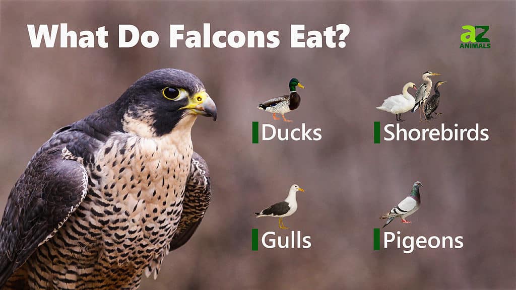 Amazing facts about Falcon birds