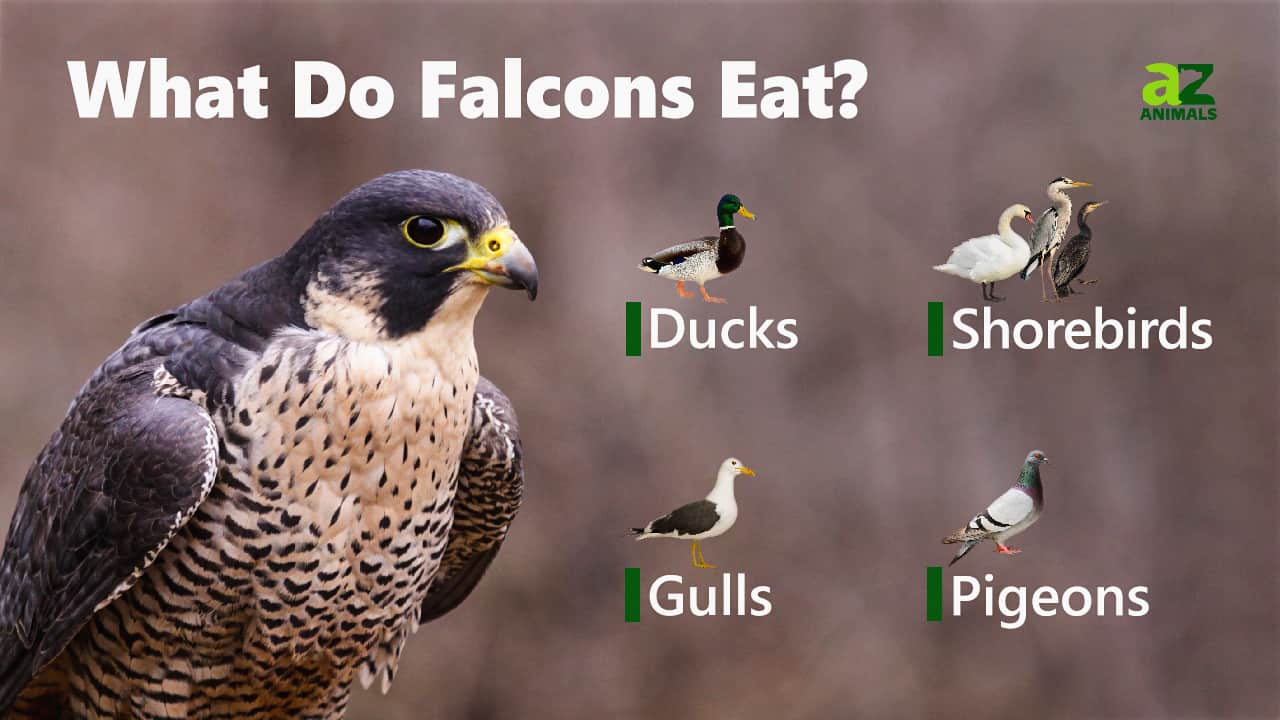 Falcon - A-Z Animals