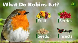 Robin - A-Z Animals