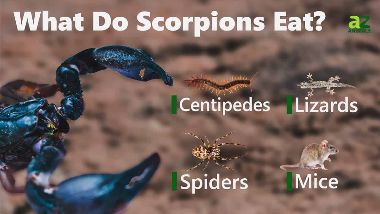 Scorpion Animal Facts Scorpiones AZ Animals