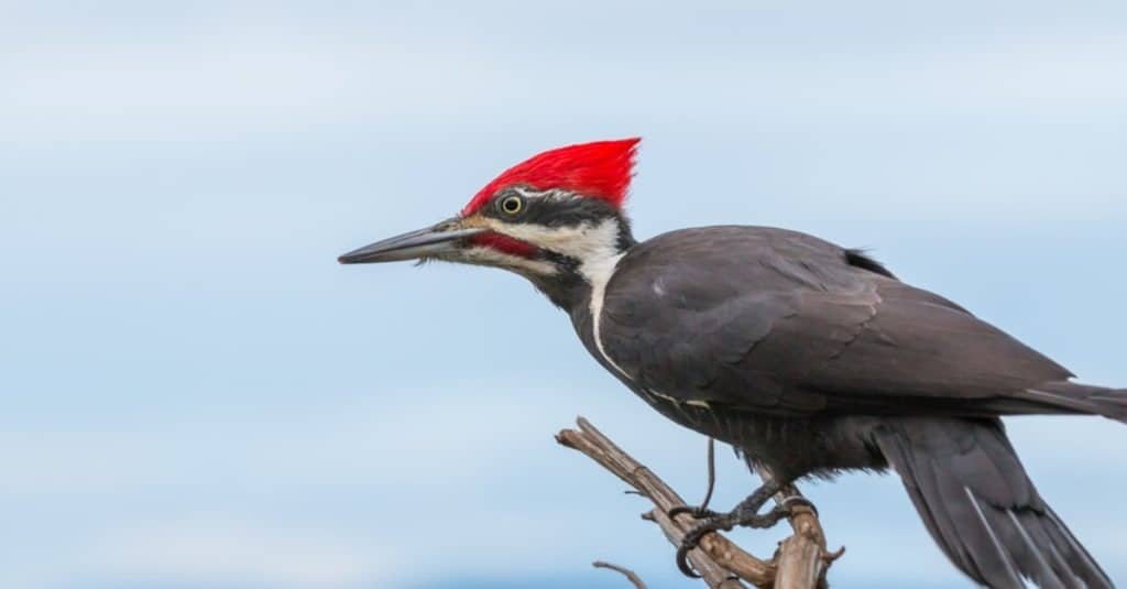 Pileated woodpecker ( Hylatomus pileatus ) looking for food on Vancouver island , Canada.